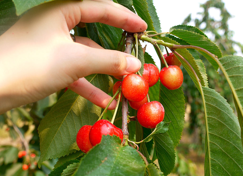 cherry3