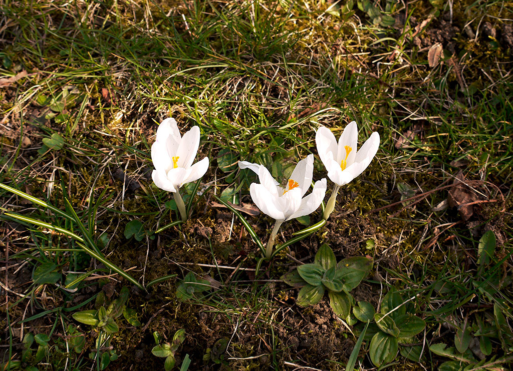 spring3