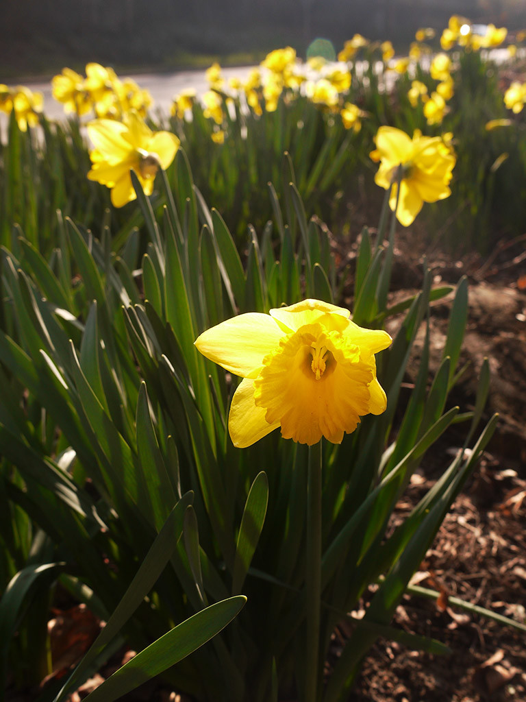 spring6