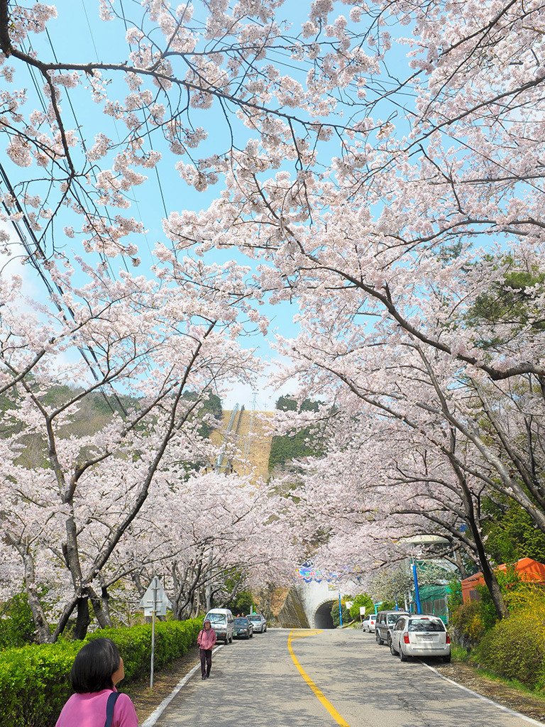 blossom1