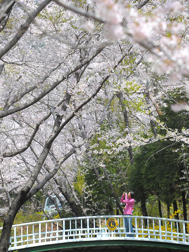 blossom2