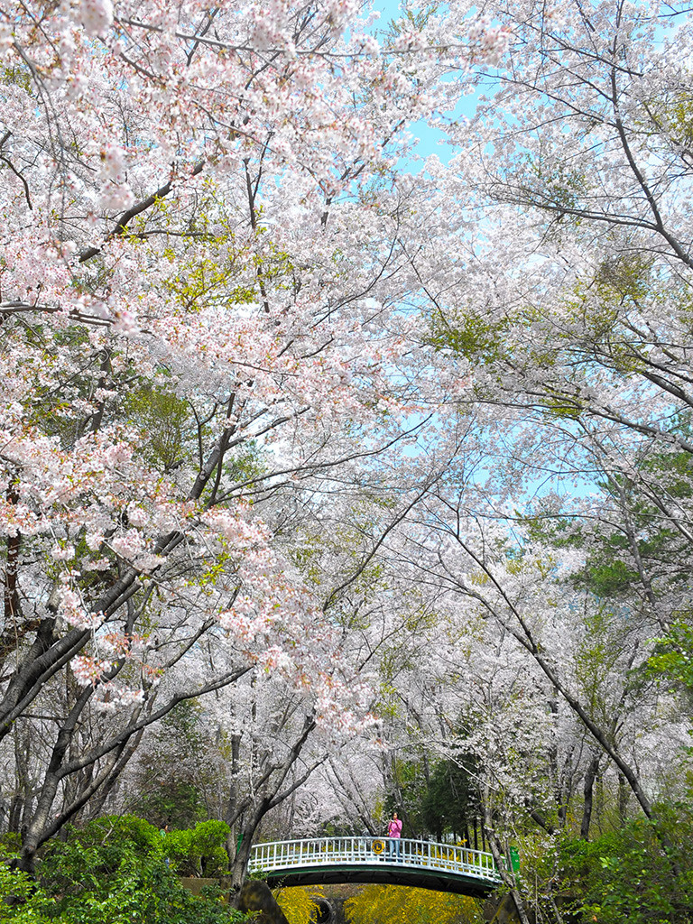 blossom3