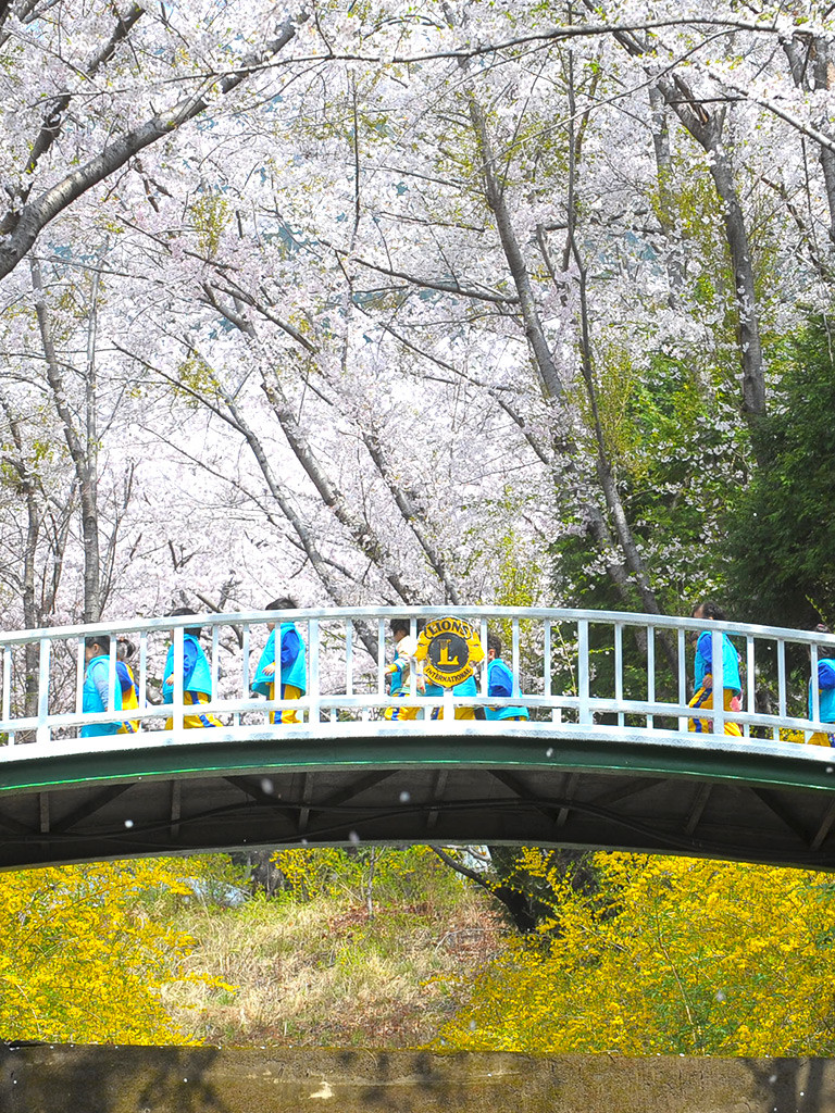 blossom5