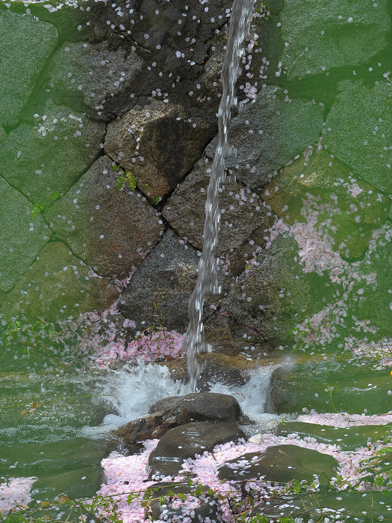 blossom6