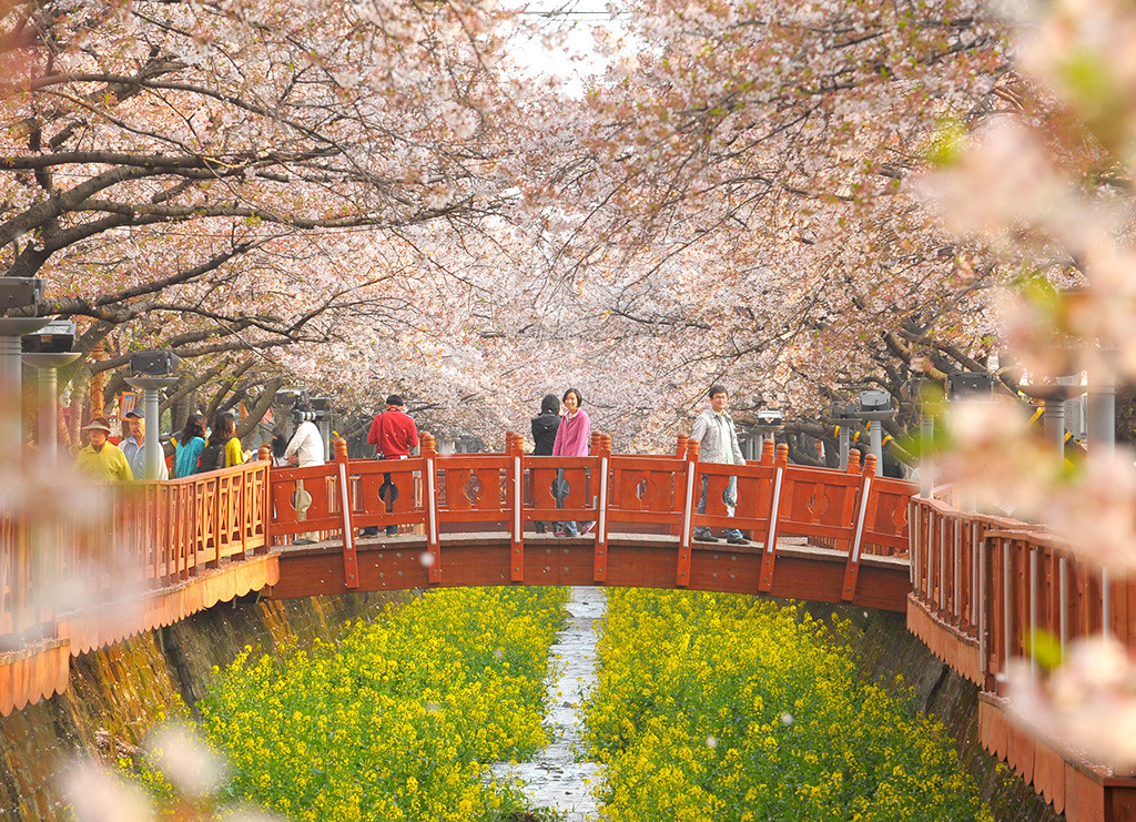 blossom7